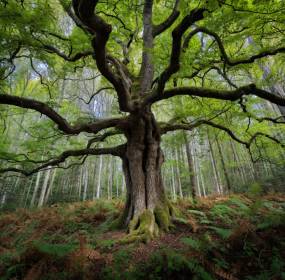 baum